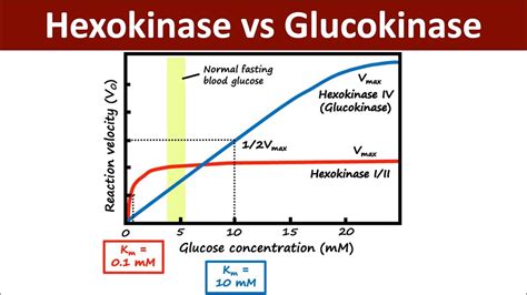fbs (hexokinase)|glucokinase vs hexokinase.
